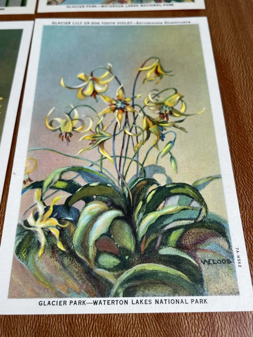 Vintage Pack of Postcards Glacier-Waterton National Parks Floral Set of 12